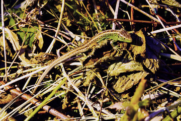 Reptile in grass