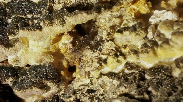 A close up of the small transparent shrimp, living in one of the cuban cenotes