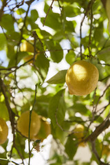 Fresh lemons between shadows on the tree with green leaves in a sunny day