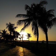 Obraz premium Palm trees