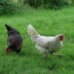 Happy free-living chickens on a green meadow while eating