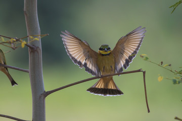 Little Bee-eater landing