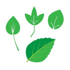 Fresh green leaves various shapes natural tree foliage