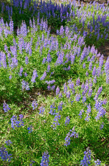 Obraz premium Wild Lupine Covers the Forest Floor