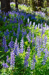 Obraz premium Wild Lupine Covers the Forest Floor