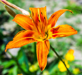 Orange lily