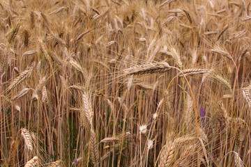 wheat field background