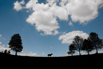 Naklejka na ściany i meble Grazing horse at high-land pasture at Carpathian Mountains in rays of sunset.