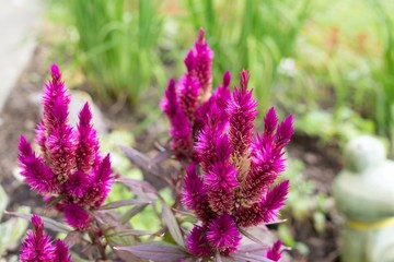 Purple Meadow flowers. Slovakia