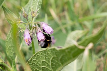 Bumblebee on flower