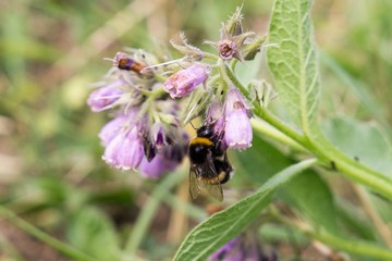 Bumblebee on flower