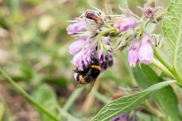 Bumblebee on flower