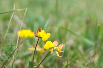 Yellow flower in nature. Slovakia