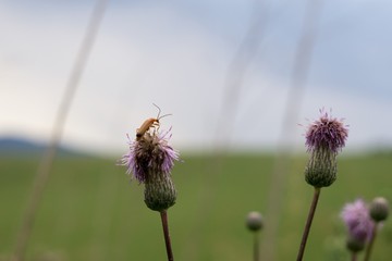 Bug on a plant. Slovakia