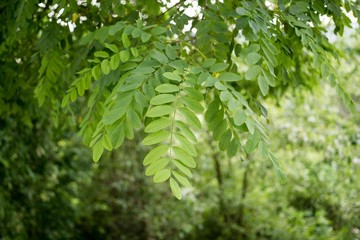 Leaves of the green tree during sunny day. Slovakia