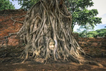 Buddha head in the tree