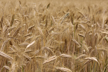 wheat field background