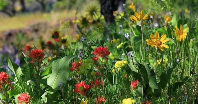 Wildflowers in the Columbia River Gorge, Oregon.