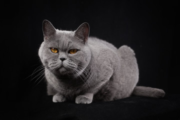 Gray shorthair British cat  on a black background