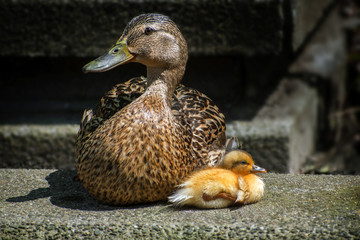 female mallard duck (Anas platyrhynchos) with a young duckling in yellow feathers sitting in the sun on a wall