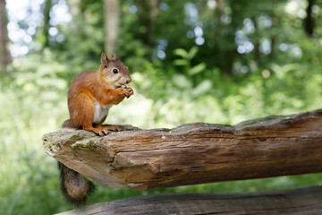 Naklejka na ściany i meble Squirrel sit on old wooden beam