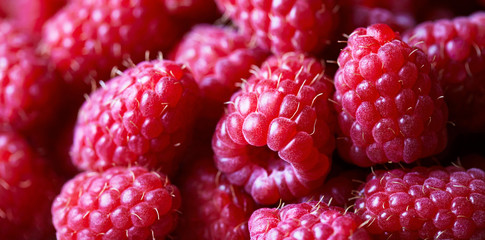 Raspberry fruit panoramic background. Super food close up. Source of vitamins and antioxidants. Macro photo.
