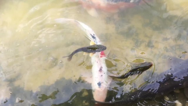 Kois im Teich, Koi, Fisch