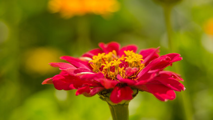 yellow, red summer flowers in garden. beauty vibrant colored flowers blooming in garden 