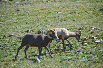Male Bighorn Sheep in Rocky Mountain National Park