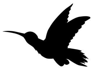 tropical bird hummingbird