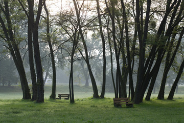 Fototapeta na wymiar green city park at foggy morning