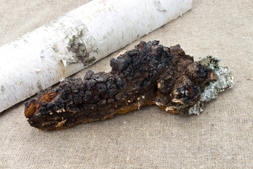 Сhaga , medicinal mushroom growing on birch