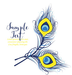 Colorful peacock feathers