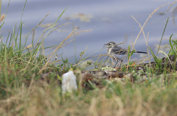 Nestling Wagtails on the waterfront in the grass...