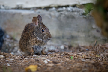 Brown Rabbit