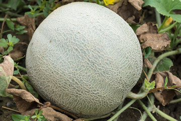 Melon attached to plant in the garden
