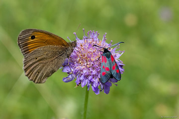Zygaena filipendulae