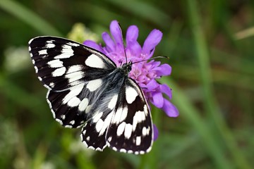 Melanargia galathea