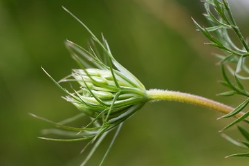 wild carrot