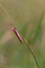 Grasshopper