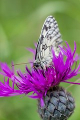 Melanargia galathea