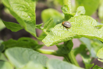 Colorado potato beetle eats potato leaves
