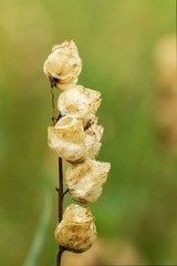 Silene vulgaris