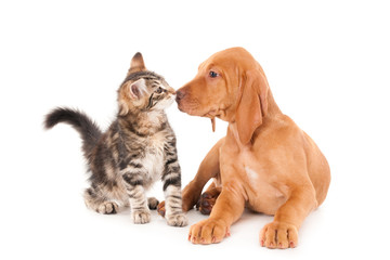 Kitten and Magyar Vizsla puppy smelling each other. Isolated on white.