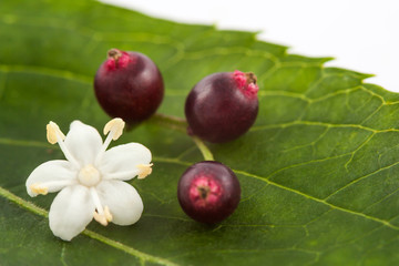 Flower, leaf and fruits of elderflower (Sambucus nigra)