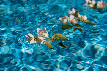Jasmine flowers in water
