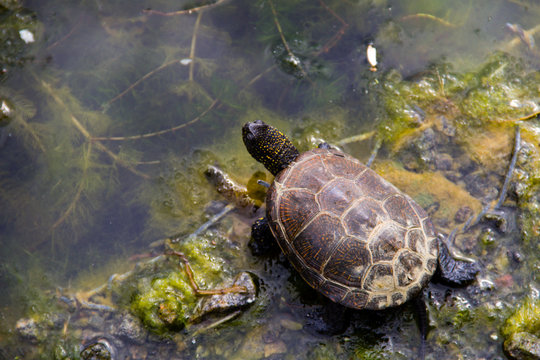 European pond turtle (Emys orbicularis)