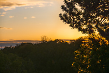 Sun Set Silhouette Utah Tree