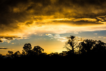 Sun Set Silhouette Utah Tree