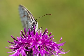 Butterfly Melanargia galathea